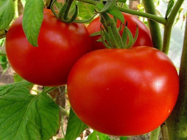 Тепличные помидоры польза